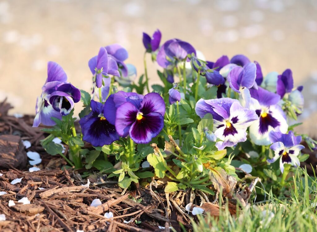 Fresh mulch and flowers in a landscaped garden bed