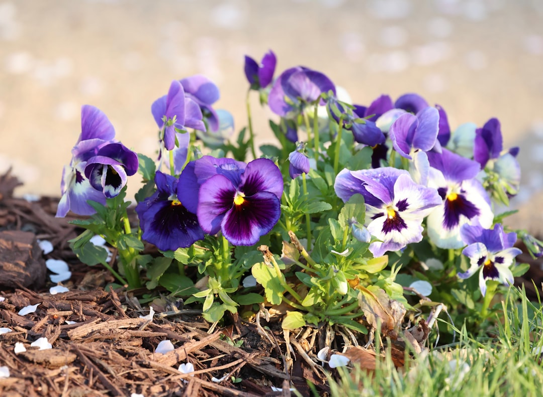 Mulching & Bed Care