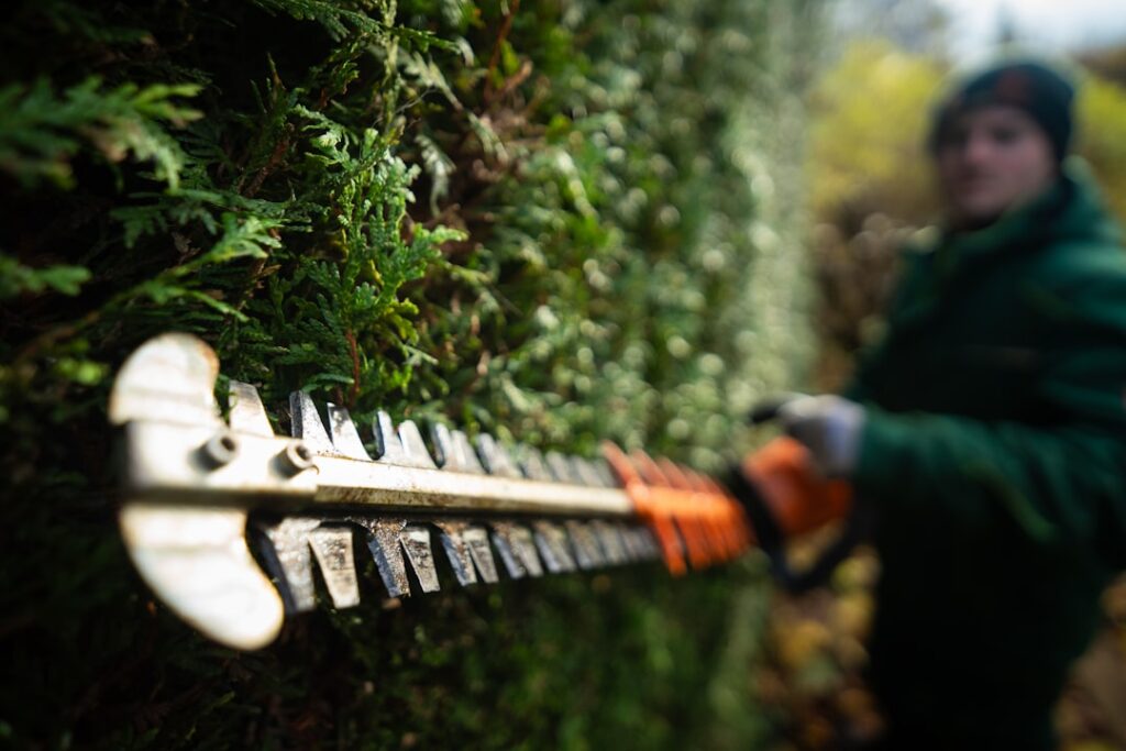 Landscaper trimming a hedge with shears