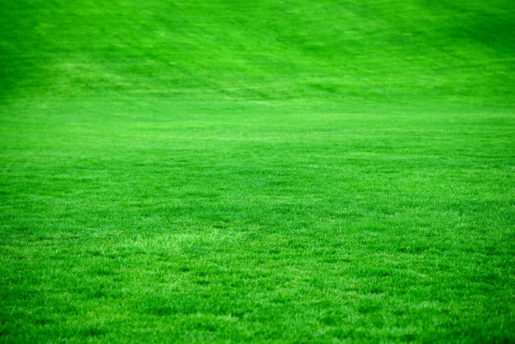 Large open area of fresh green sod