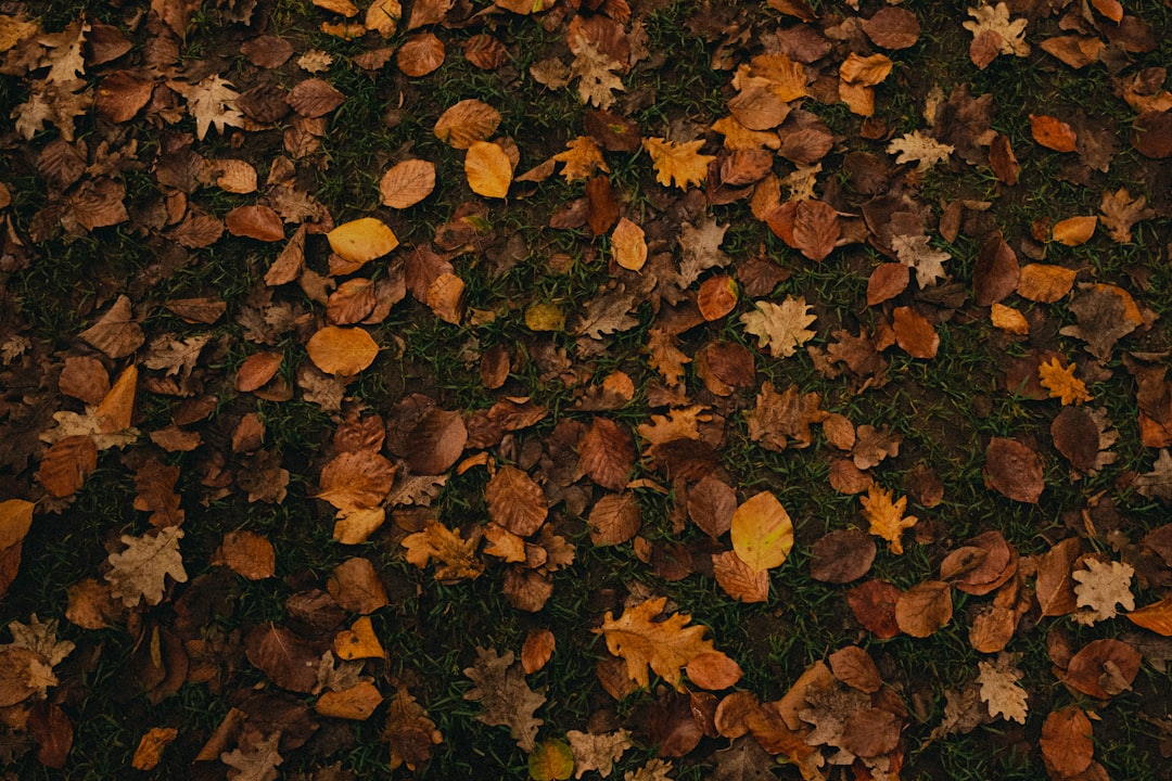 Spring & Fall Cleanups